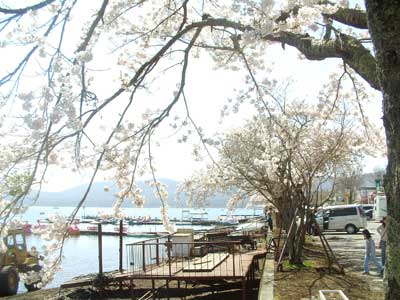 20060503sakura.jpg